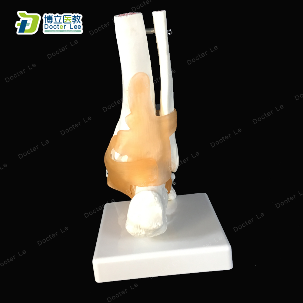 BOLI/1:1 Foot ankle Joint anatomi Human foot skeleton model with ligaments anatomy medical plastic products