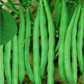 Light green beans seeds in vegetable seeds