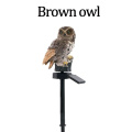 owl brown
