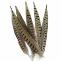 10Pcs Wedding Crafts Pheasant Feathers Plume Party Christmas Decoration Natural Long Feathers DIY Handwork Accessories 10-35cm
