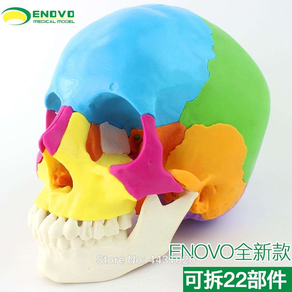 ENOVO Medical human.skull model micro plastic surgery department of Stomatology skull 22 parts can be removed