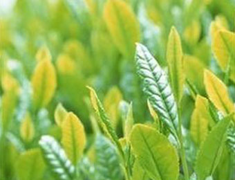 tea tree essential oil