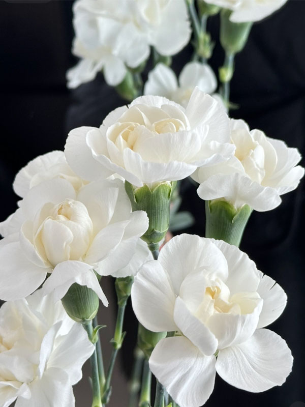 White Jasmine single headaed carnation2