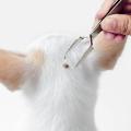 tainless Steel Tick Louse Flea Tweezer Clip Pliers Tick Tweezer for Pet Dog Cat Supplies Tick TweezerS for Cats Pet Products
