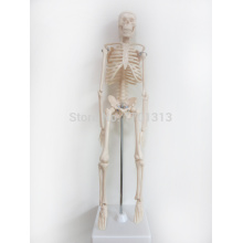 45cm human skeleton model Special medical decoration Family personalized Halloween decorative Figurines scheletro umano