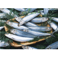 Whole Round Frozen Sardine