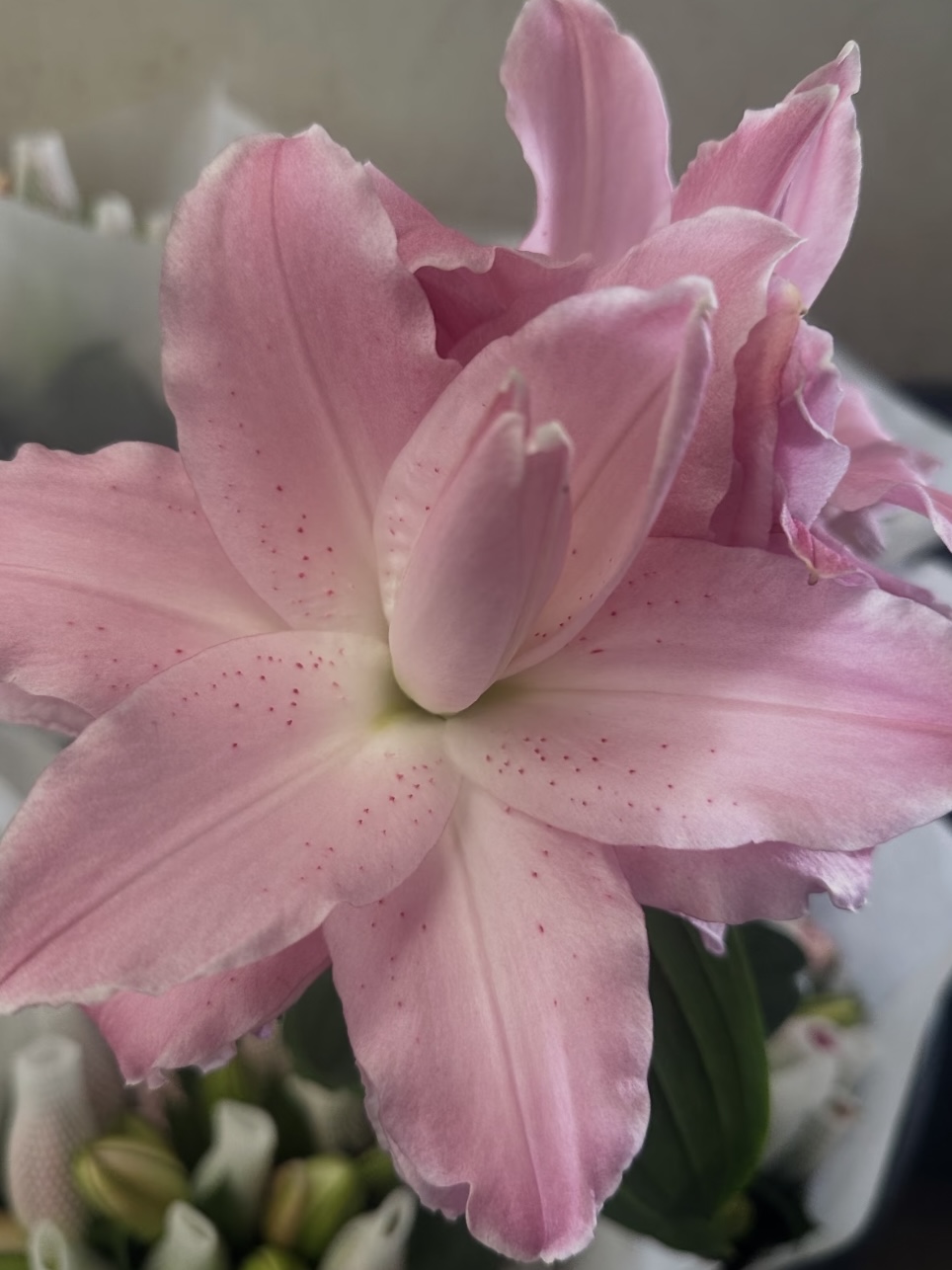 Luck Double Petal Lily6
