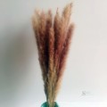 30pcs Natural Dried Pampas Grass Reed Dried Flowers Natural Phragmites Communis Wedding Flower Bunch Home Decor