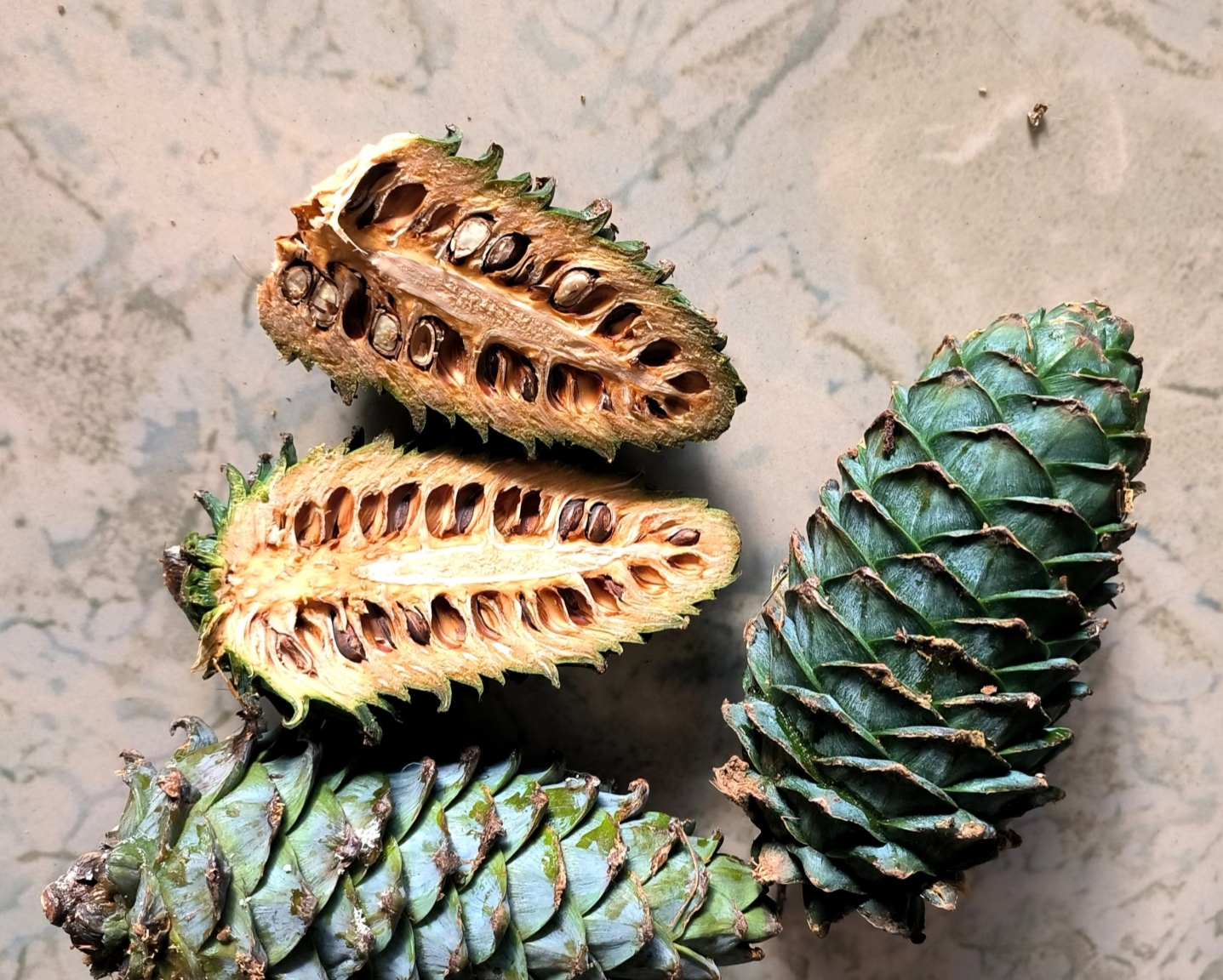 Delicious Raw Pine Nuts