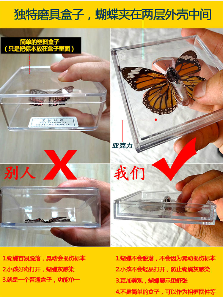 1pcs Real butterfly specimen box decoration transparent box Wings Butterfly insect specimen picture frame student
