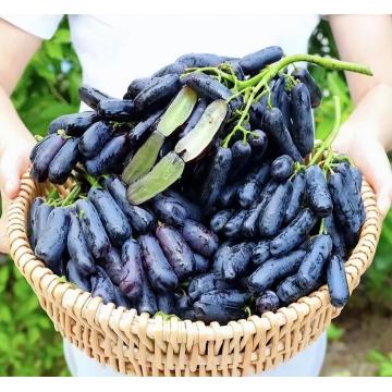 Premium Sapphire Table Grapes from Yunnan