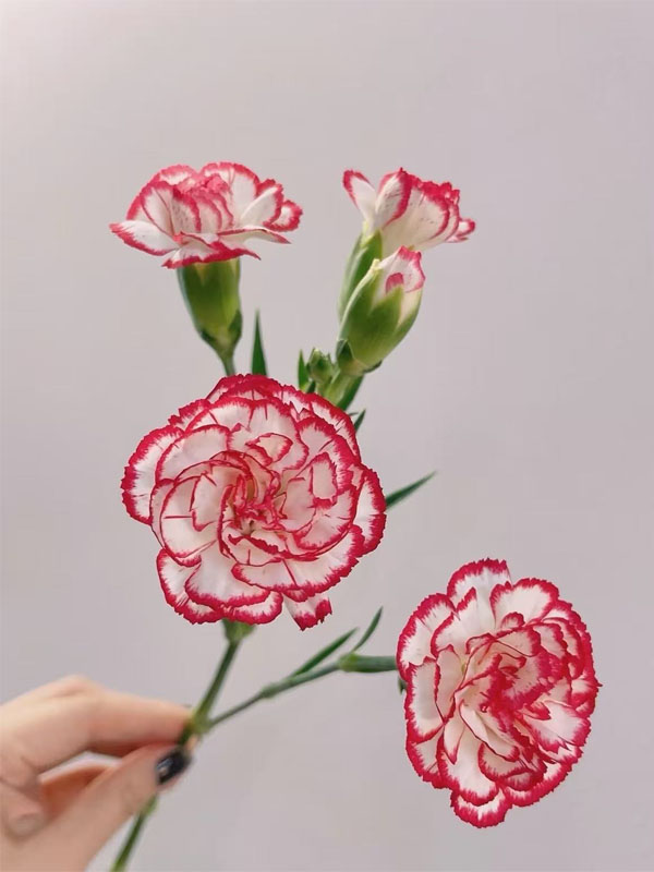 Dance tune spray carnation