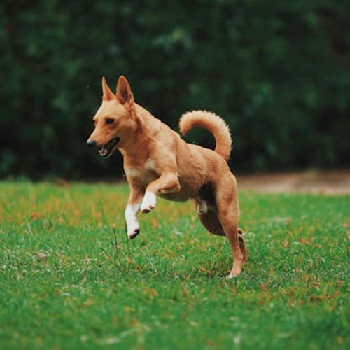 Do Dogs with Pet Toys Tend to Have a More Gentle Temperament?