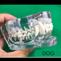 1 pcs Animal tooth model Dog Cat tooth arrangement practice model teaching simulation model Toy Gift