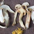 Dried Tricholoma Matsutake, Chinese Rare Pine Mushroom For Soup, Song Kou Mo, Song Rong