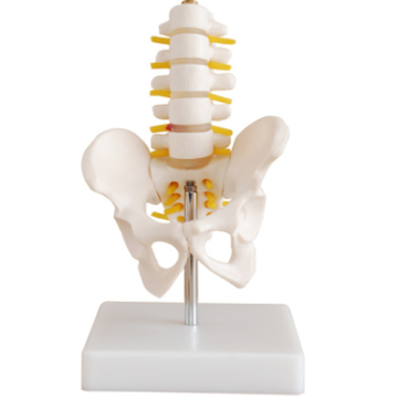 Small pelvic girdle five-segment lumbar spine model