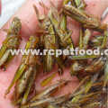 Freeze Dried Locusts For Pet Birds Food Factory