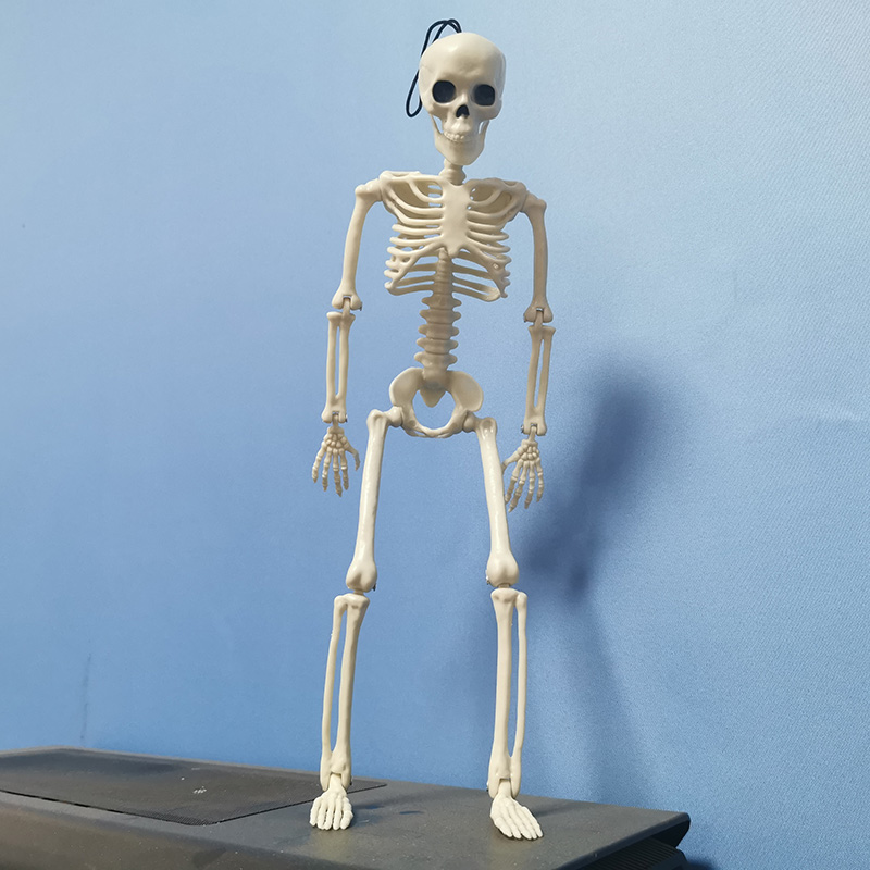 Skeleton simulation plastic decoration secret room haunted house props decoration doctor laboratory learning utensils 1 Pcs