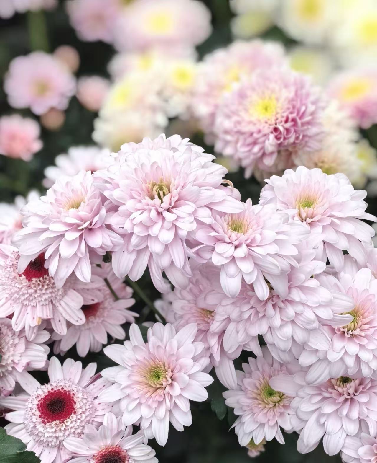 Spray chrysanthemum with rhododron powder