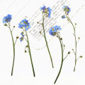 12pcs Real Pressed Dried Flowers Natural Dry Babys Breath Flowers DIY Scrapbooking Art Crafts Card Making Decoration Florals