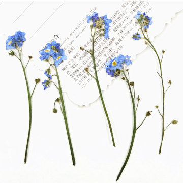 12pcs Real Pressed Dried Flowers Natural Dry Babys Breath Flowers DIY Scrapbooking Art Crafts Card Making Decoration Florals