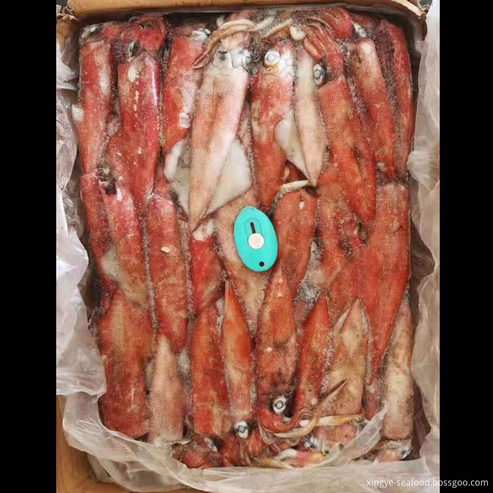 Frozen Squid Loligo Chinensis