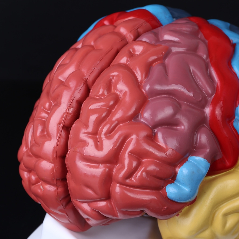 Life Size Human Brain Functional Area Model Anatomy for Science Classroom Study 1XCB