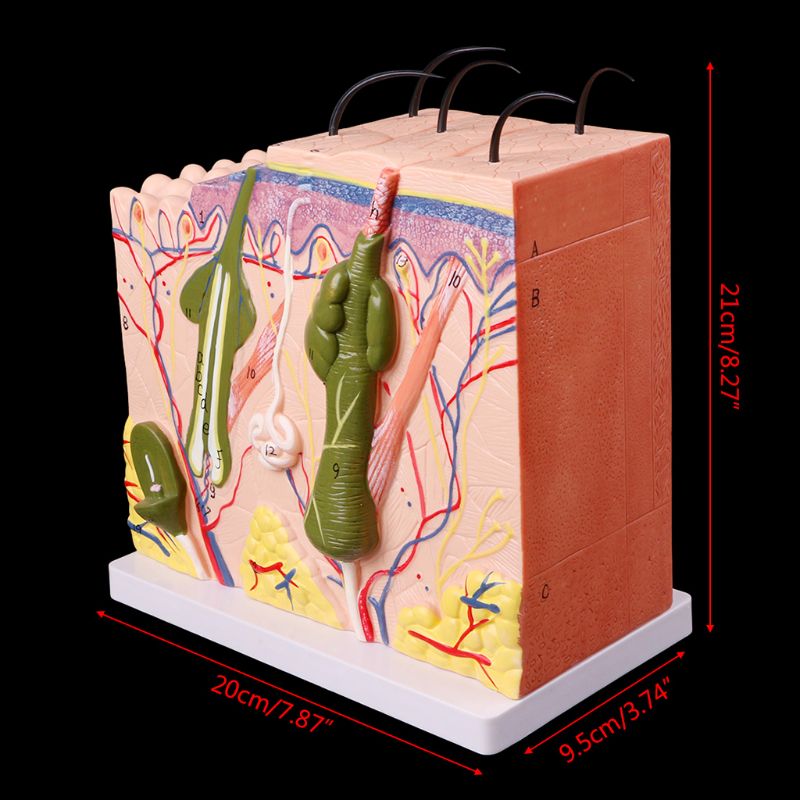 50X Three-dimensional Human Skin Structure Model Block Enlarged Plastic Anatomical Anatomy Teaching Tool