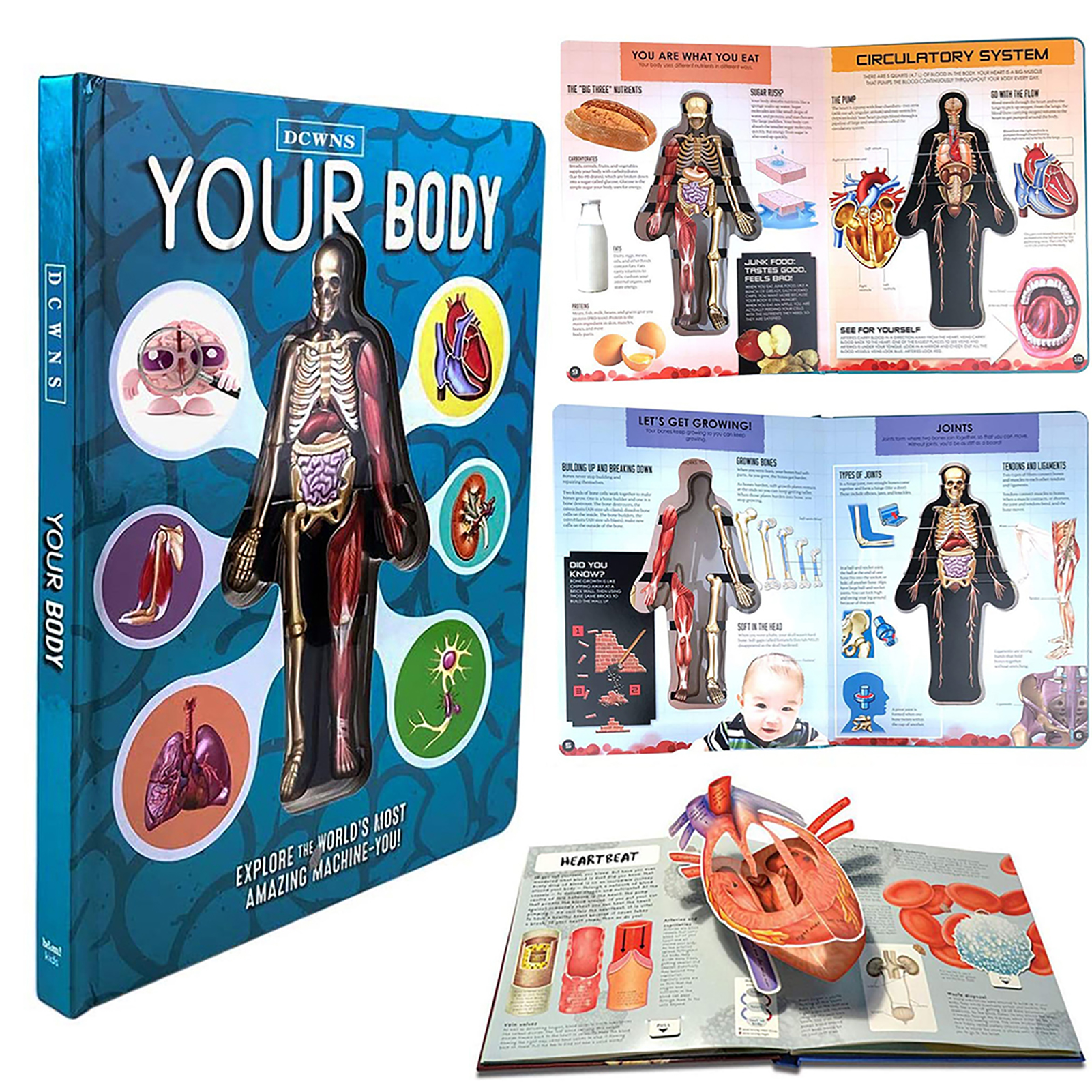 3D Picture Human Body Structure Book Anatomy Science Cognitive Reading Children Early Education Books and Human Torso Model hot
