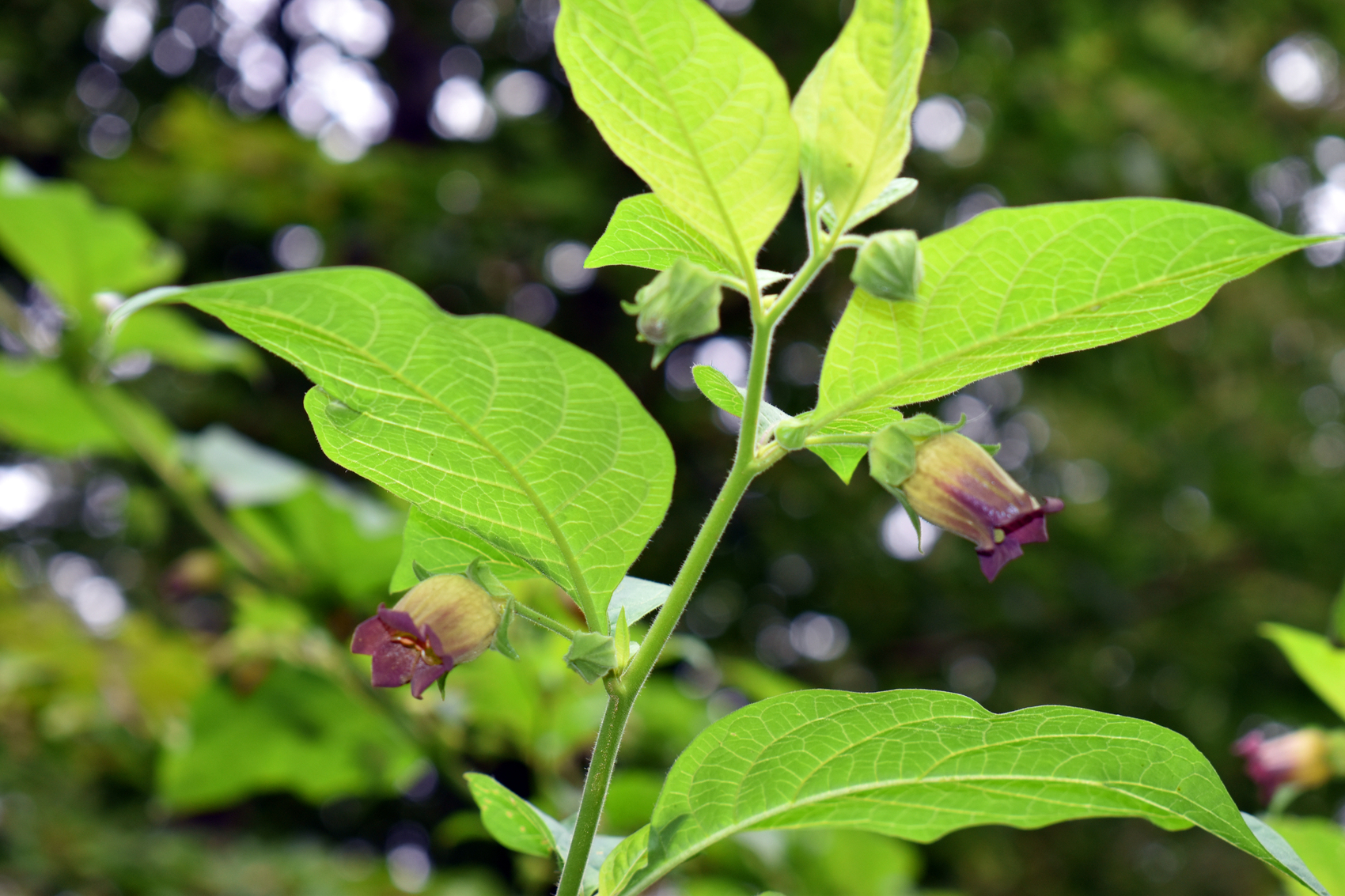 Atropa belladonna1