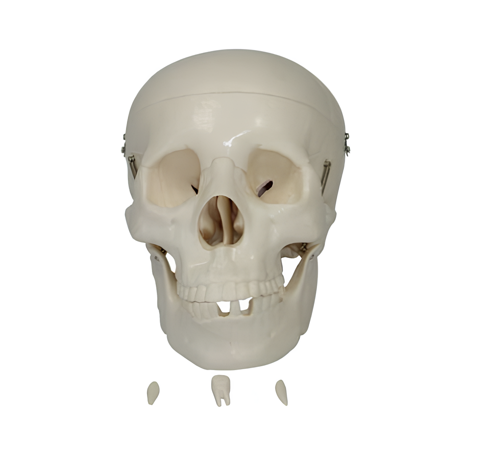 Natural large skull model