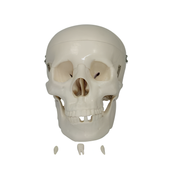 Natural large skull model