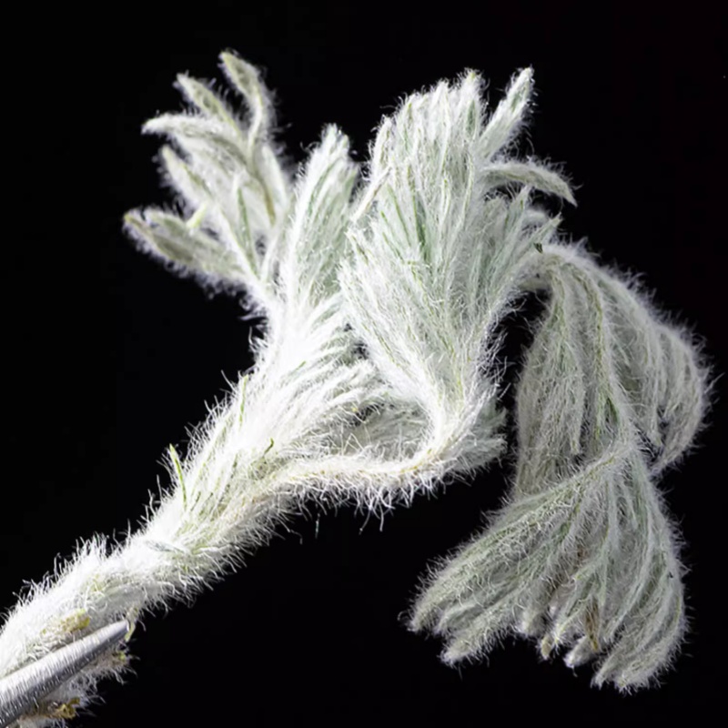 Artemisia Capillaris6