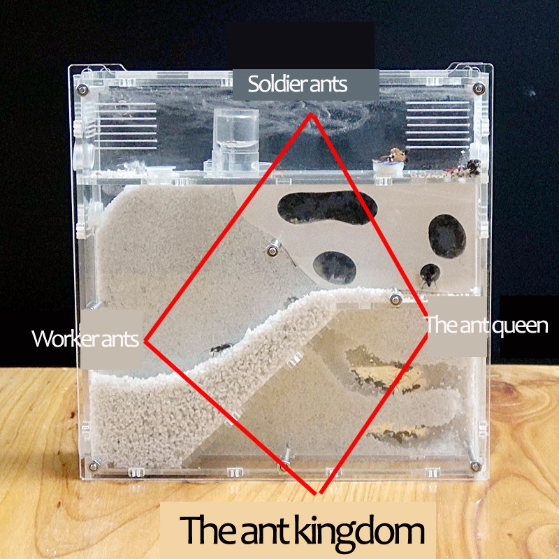 Transparent Ant House castle, A nest for pet ants Mimic ecosystem, You can fill Clay Sand Ants Farm Maze Insect Nest box