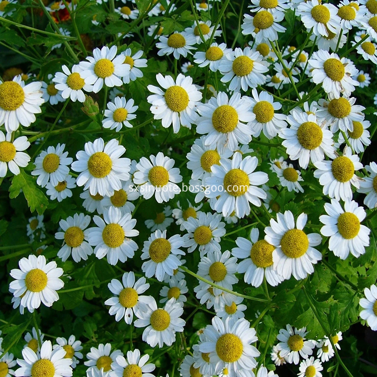 Chamomile Extract