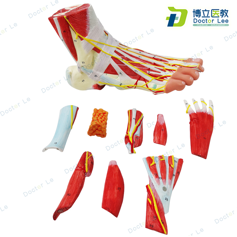 Life size human anatomical foot model 9 parts for anatomy and medical teaching