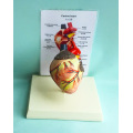 Veterinarian's Dog Canine Heart Anatomy Model Dog Anatomy Organ Medical Science Educational Teaching Anatomical Skeleton Models