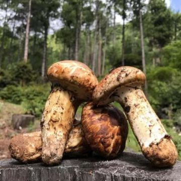 Wild Matsutake (Tricholoma matsutake)