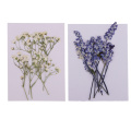 20x Pressed Dried Flowers Real Babysbreath Sage DIY Scrapbooking Arts Crafts