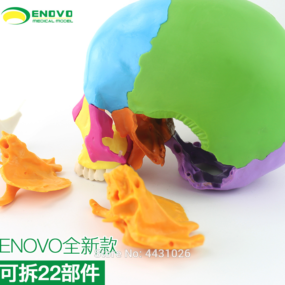 ENOVO Medical human.skull model micro plastic surgery department of Stomatology skull 22 parts can be removed