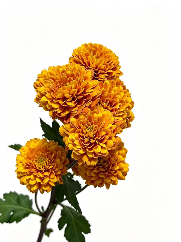Orange Johnny Chrysanthemum