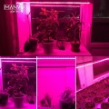 LED Grow Light Full Spectrum Phytolamp Plants IP65 IP20 DC12V Led Lights Stripe Grow Tent Sunlight Led lamp For Indoor Grow Box