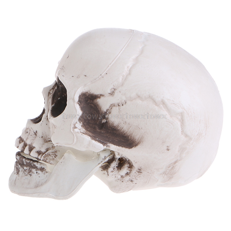 Plastic Human Mini Skull Decor Prop Skeleton Head Halloween Coffee Bars Ornament Jy20 19 Dropship