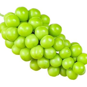 Premium Seedless Shine Muscat Table Grapes from Yunnan