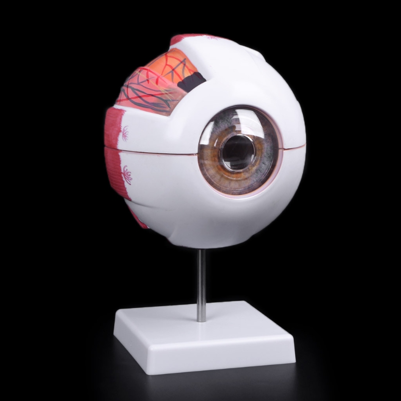 Free shipping Eyeball Model Anatomical Eyeball Model Medical Learning Aid Teaching Instrument Medical Science Teaching Resources
