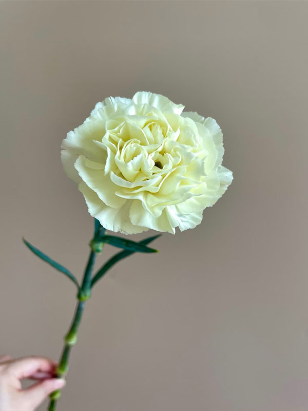 Cream Carnation4