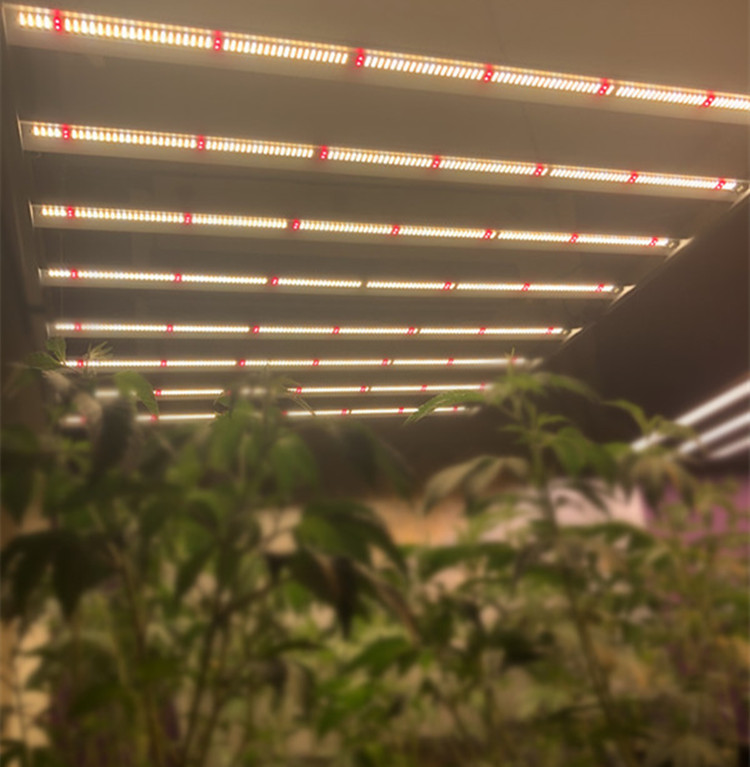 Best selling LED grow light bar 600W greenhouse