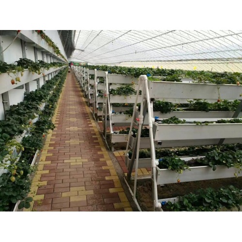 Large Size Hydroponic Growing System NTF Gully Manufacturers and Large Size Hydroponic Growing System NTF Gully Suppliers