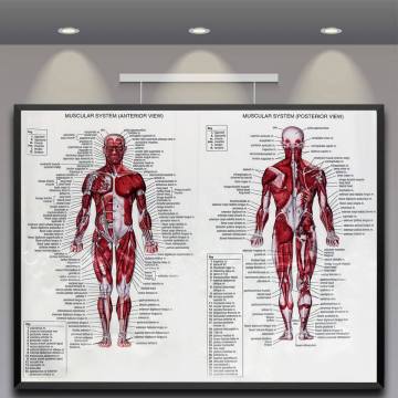 60cm*80cm Muscle System Posters Silk Cloth Anatomy Chart Human Body School Medical Science Educational Supplies Home Decoration