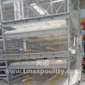 H Type Automatic Broiler cage system